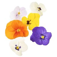 Microgarden Plant Pod - Edible Flowers Pansy